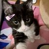 kittynnyn