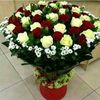 awaisahmad6664