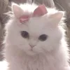 haniie_010