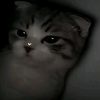 fin._79