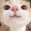 luniss_41