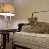 Mohnd bin Waleed 🐆