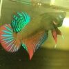 bettafish8886