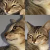 iuwmeow
