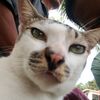 alpin123445