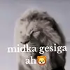 nagnolinacali1