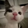 ttmngoci_suw