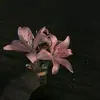 ohmyzuu