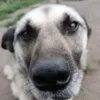 chuvac999