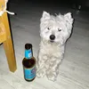 otkatbrat