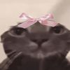 iluvcat154