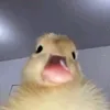 mamamooo2ball