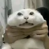 mrquang32