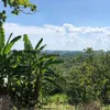 nhapachia