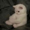 catcuterowrr