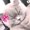 giaminajana