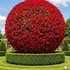 wajid8510