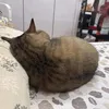 lonthamdaily