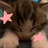 strawberry_cat_7