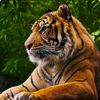 harimau7664