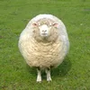 annysophia0409