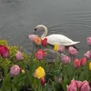 shaxj_34