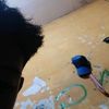 obytomas08