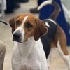 Rare Dog Breeds