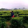 dandi.william8