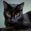 bahamut.cat4