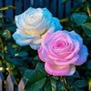 user3771030608219