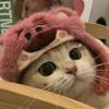 qillaa843