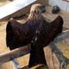 parrot.madura6