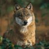 lonwolf53