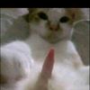 d_for_peller