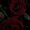 user210831201