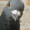pullukka_suklaa_auto