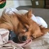 stimpy8795