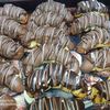 dina.mahmoud2149