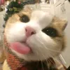 cettypitty18