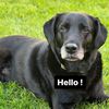 rescuedogmom4