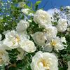 white.rose0346