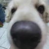 your_.angelll