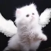 evkk.nik