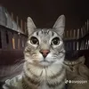 sharingan_meomeo