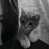 aliha_244