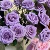 nour81767