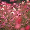 flower11033