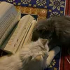 athraa_8_28