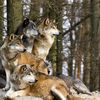 lobo8953